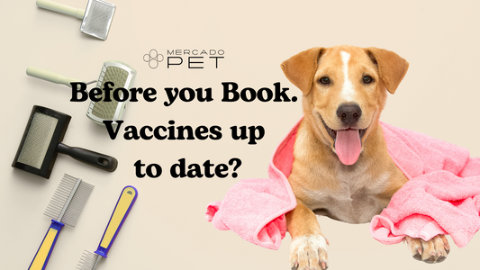 Paws Up for Health: Why Vaccinations Matter? 🐾💉