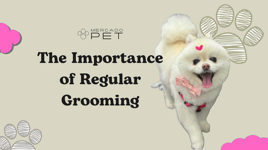 More Than a Pretty Coat ✂️🐾