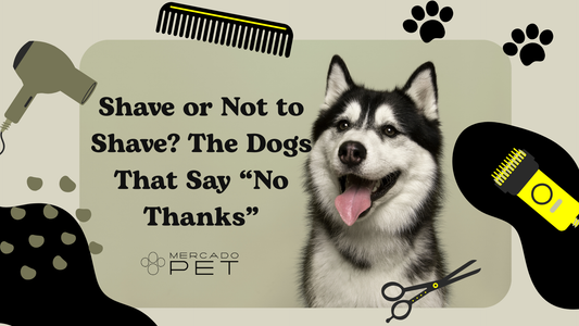 The No-Shave List: Protecting Your Dog’s Coat ✂️