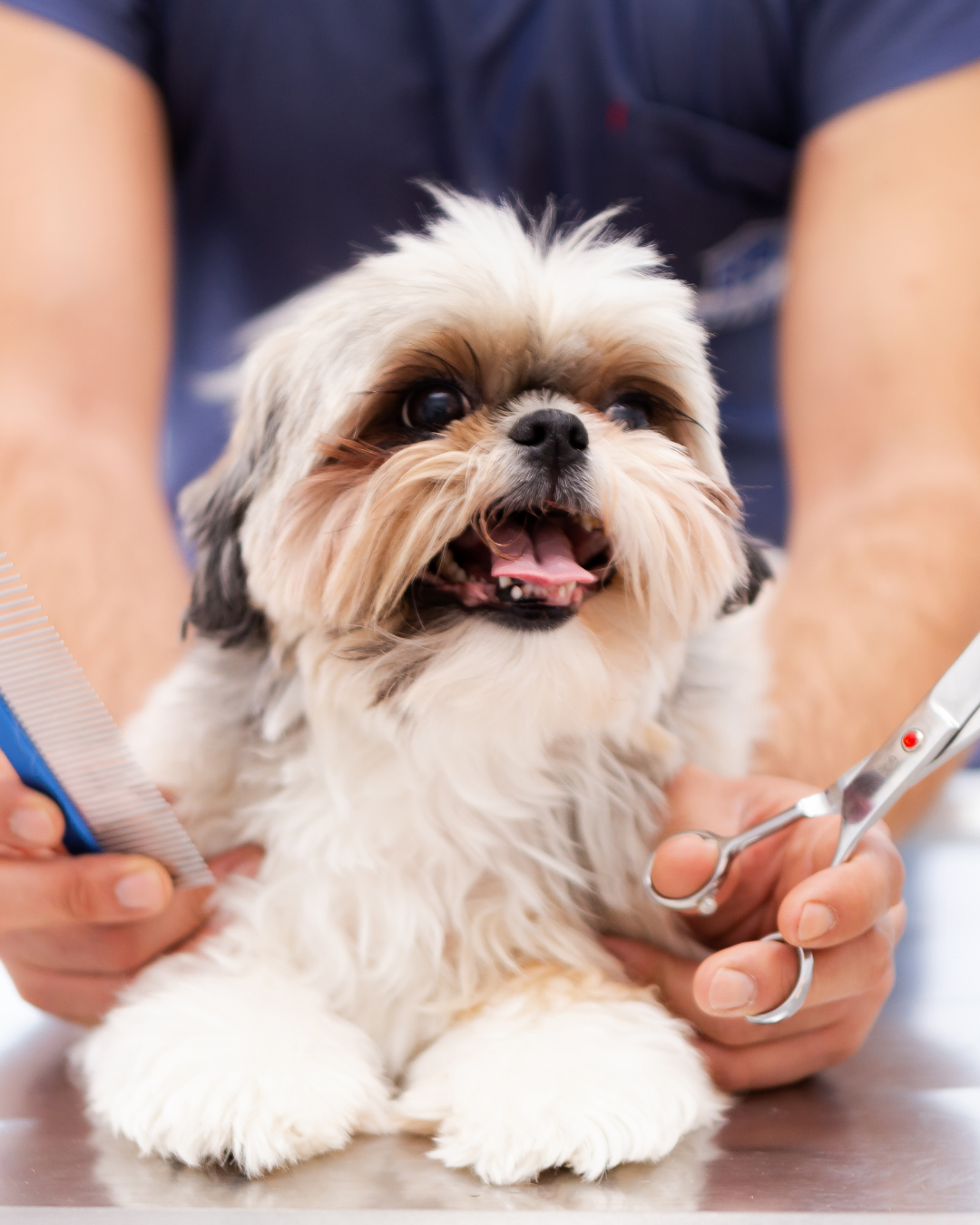 Head-to-Tail: Groom & Style