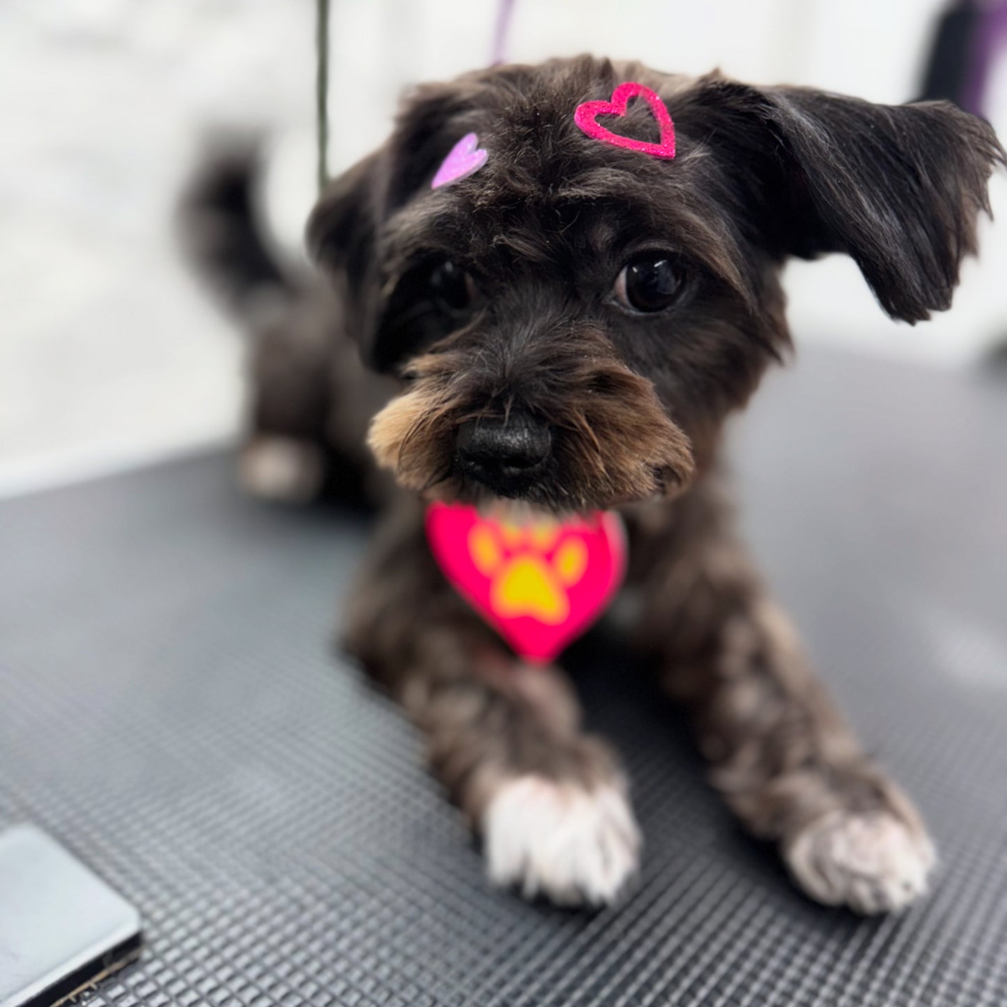 Puppy Groom: For Young Paws (4-9 Months)