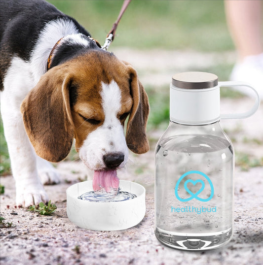 Dog drinking water from a bowl next to a Healthybud water bottle outdoors.