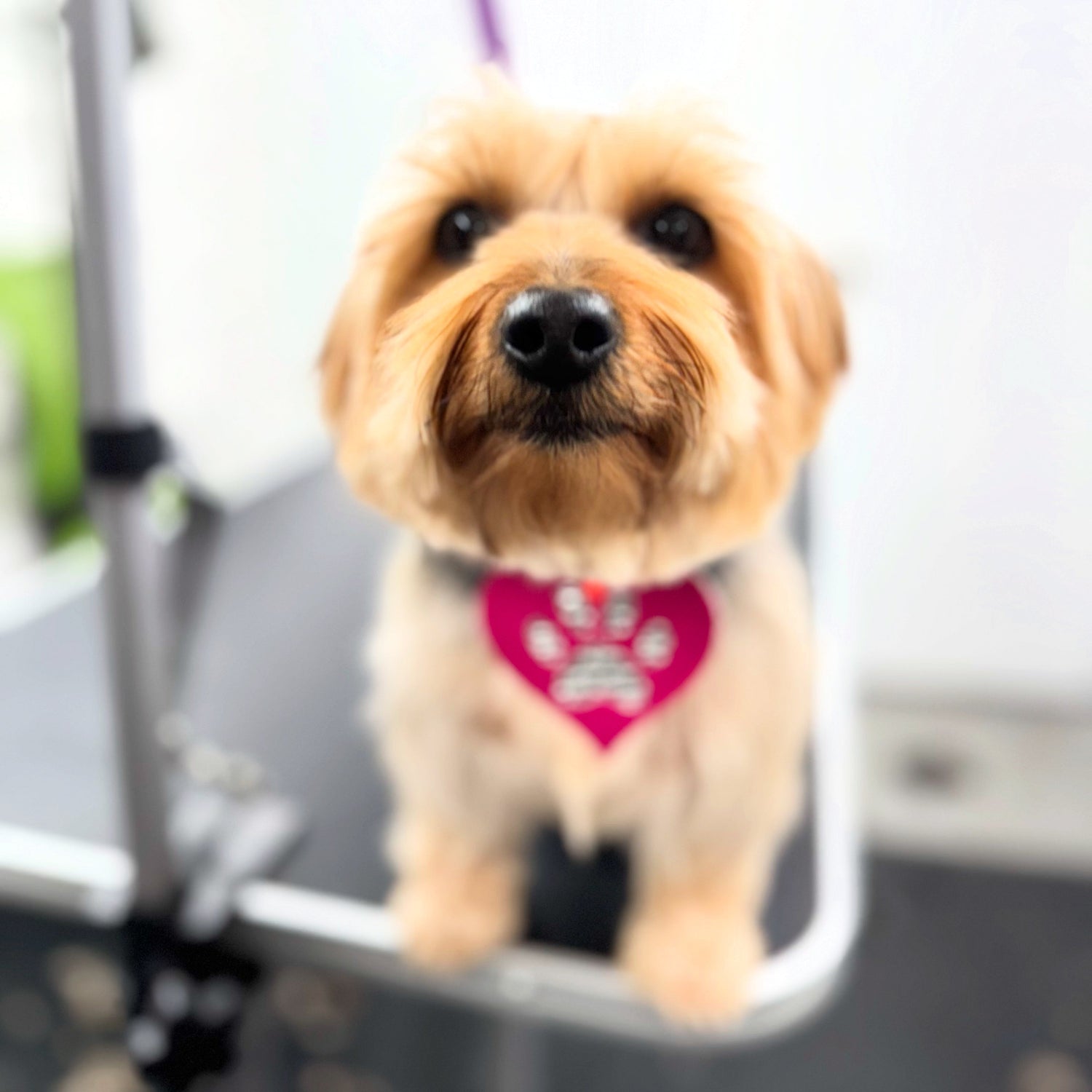 Grooming Services