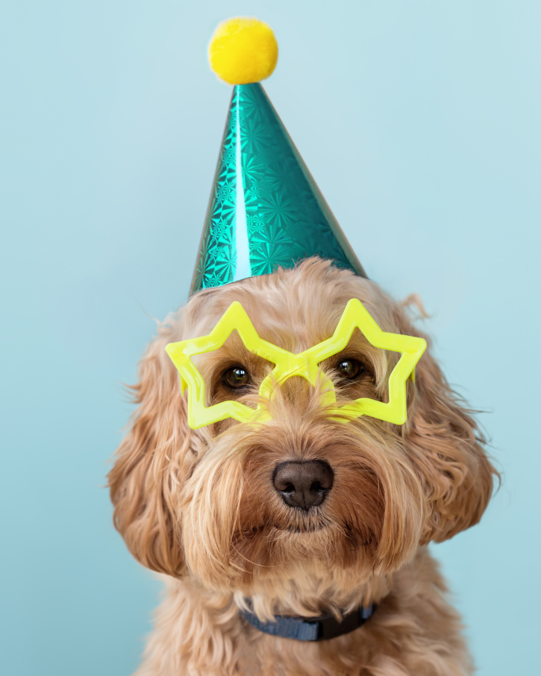 Gifting & Pawties