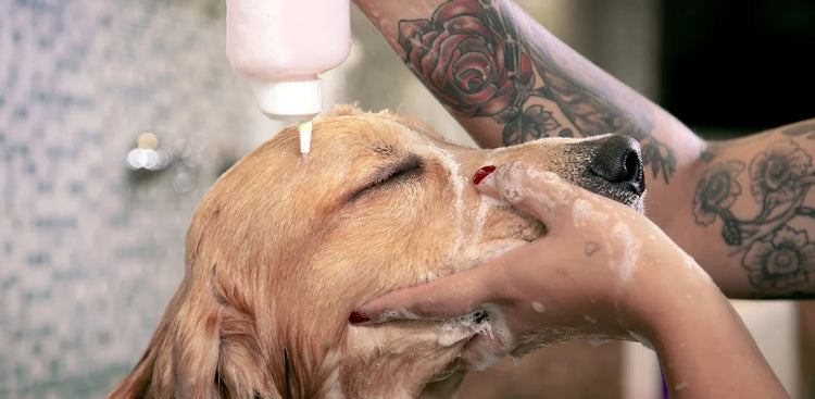 Home Care & Grooming