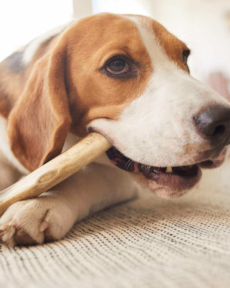 Pet Bakery & Chews