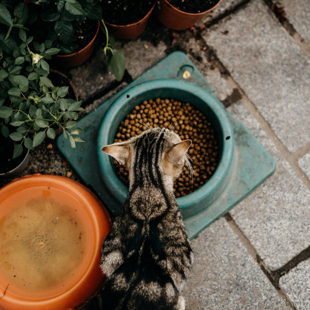 Cat Dry Food