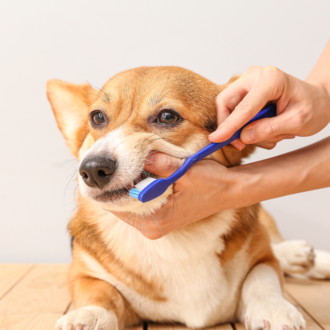 Oral Care