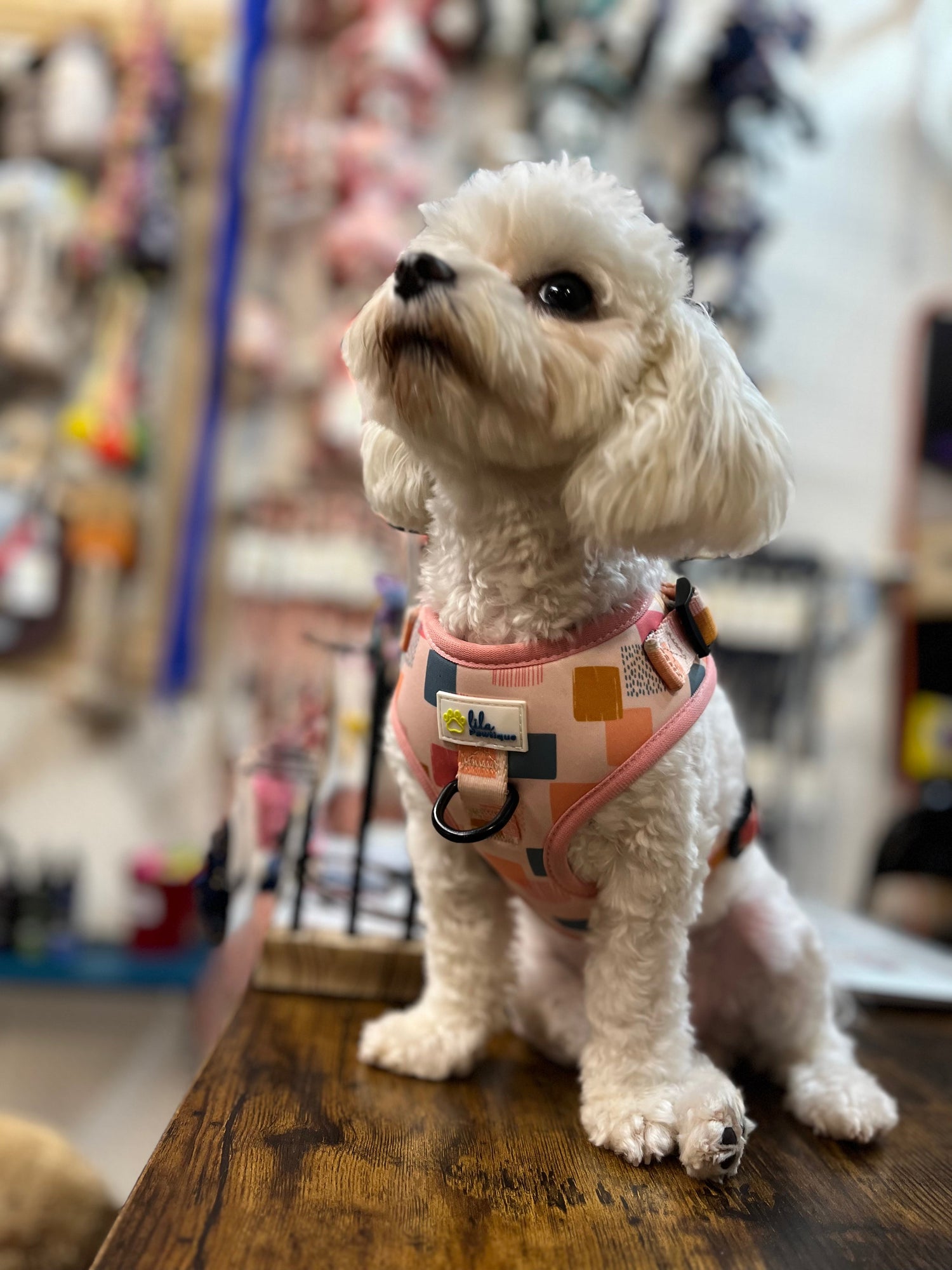 Lila Pawtique Collection