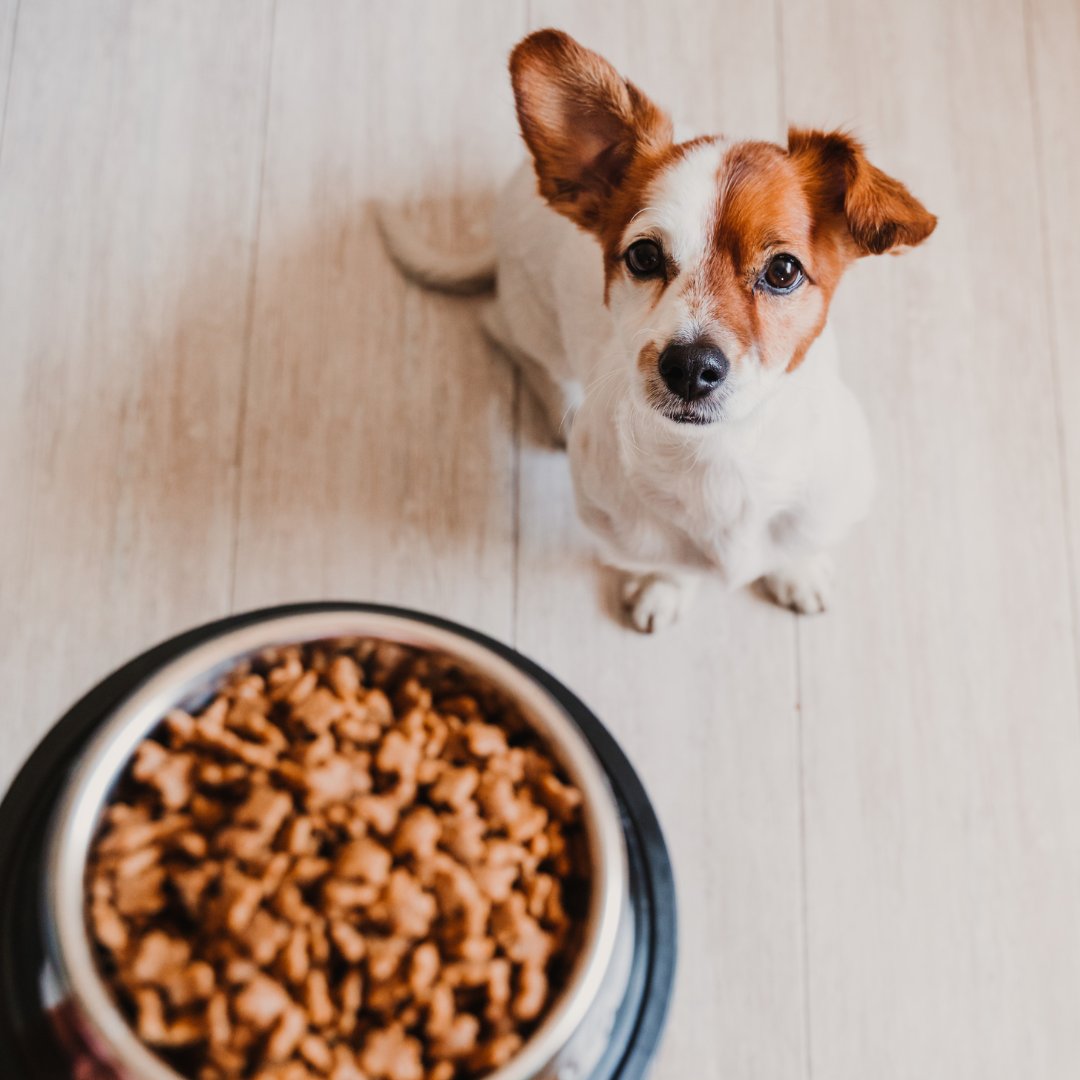 Dog Dry Food