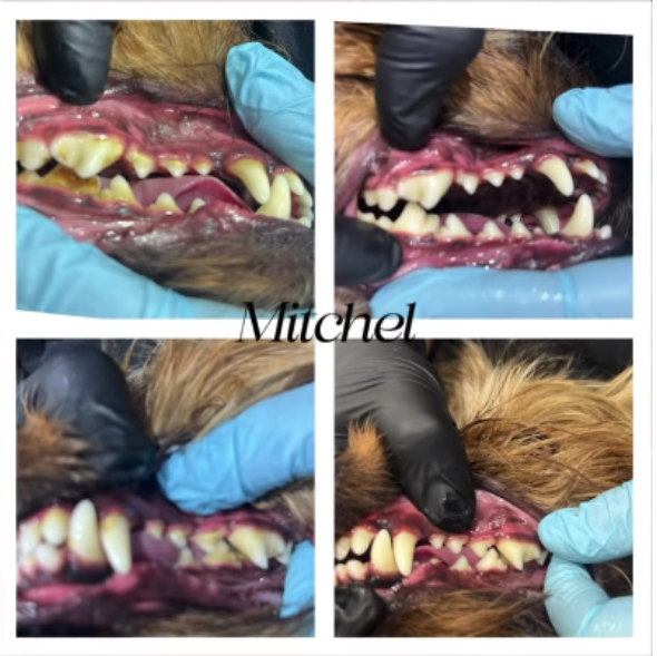 Dental Care Service