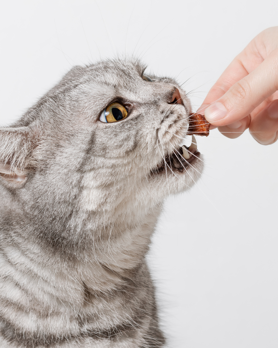 Cat Freeze-Dried Food