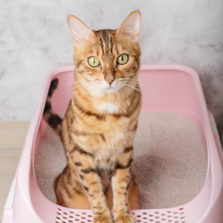 Cat Litter