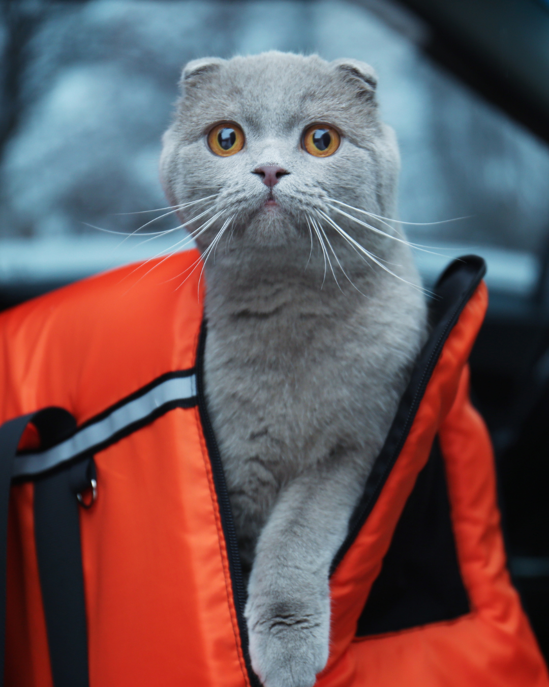 Carriers & Backpacks