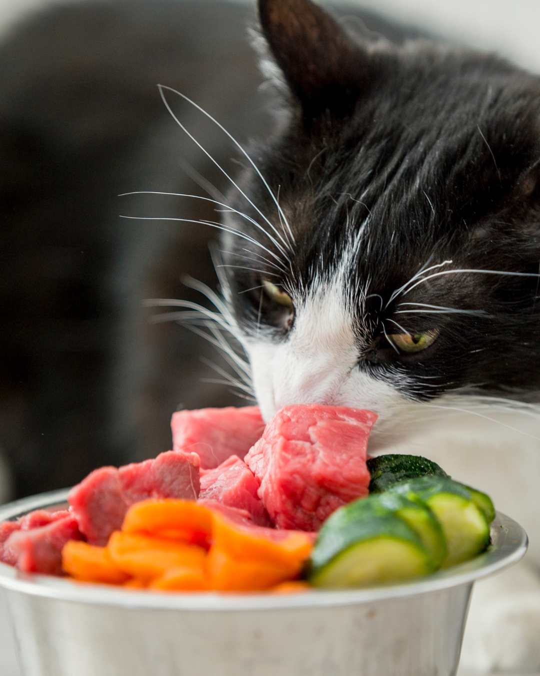 Cat Frozen Food