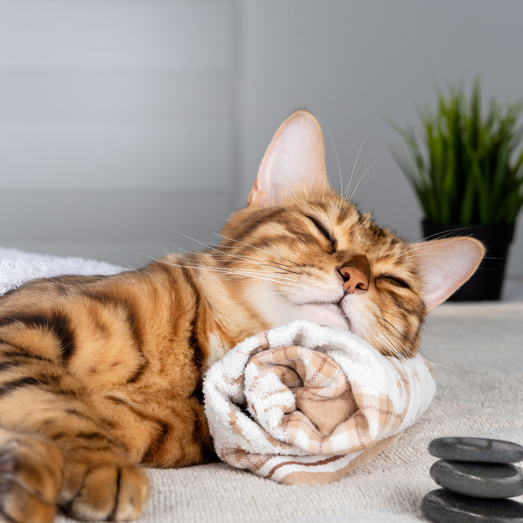 Pet Wellness