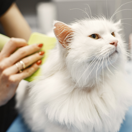 Feline Fresh & Fluffy: Brush & Tidy