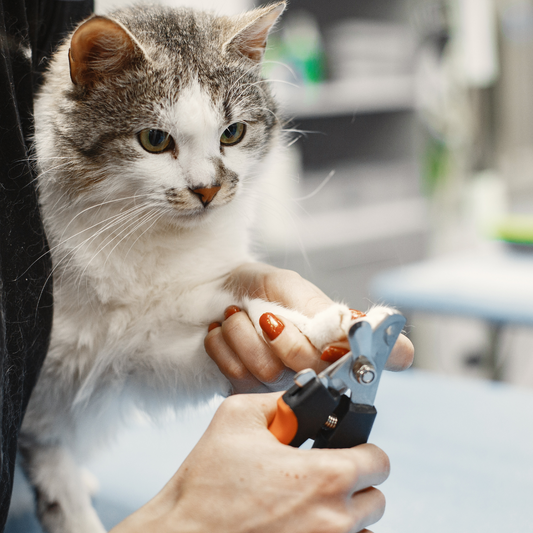 Nail Trimming for Cats