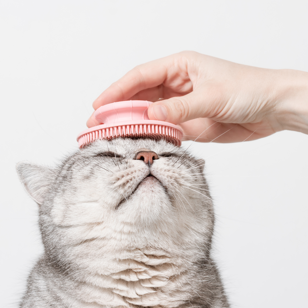 Feline Head to Paw: Waterless Bath & Style