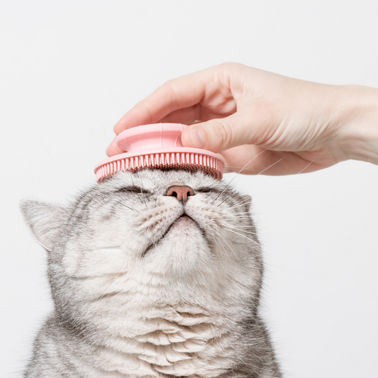 Feline Head to Paw: Waterless Bath & Style