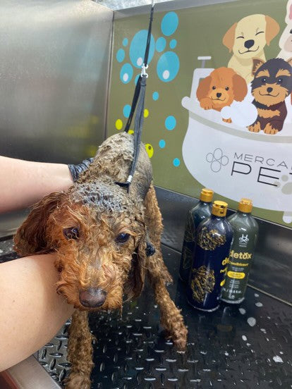 Add-on Grooming Detox Cleansing & Protection Skin and Coat Treatment
