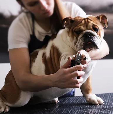 Nail Trimming for Dogs