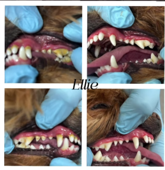 Cosmetic Teeth Cleaning Service