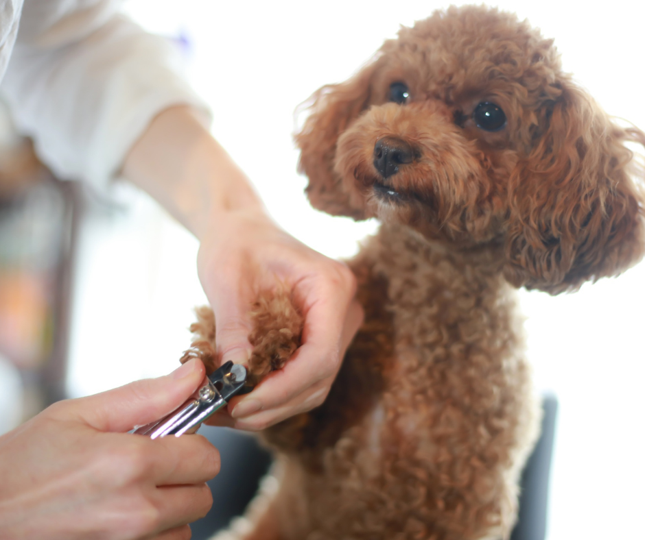 Pawdicure (Nails & Paw Pads Trimming)